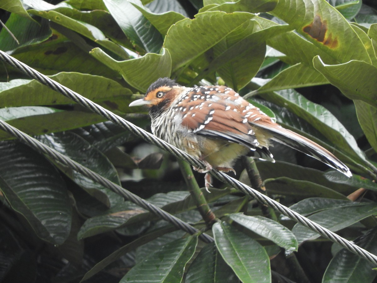 Spotted Laughingthrush - ML642966346