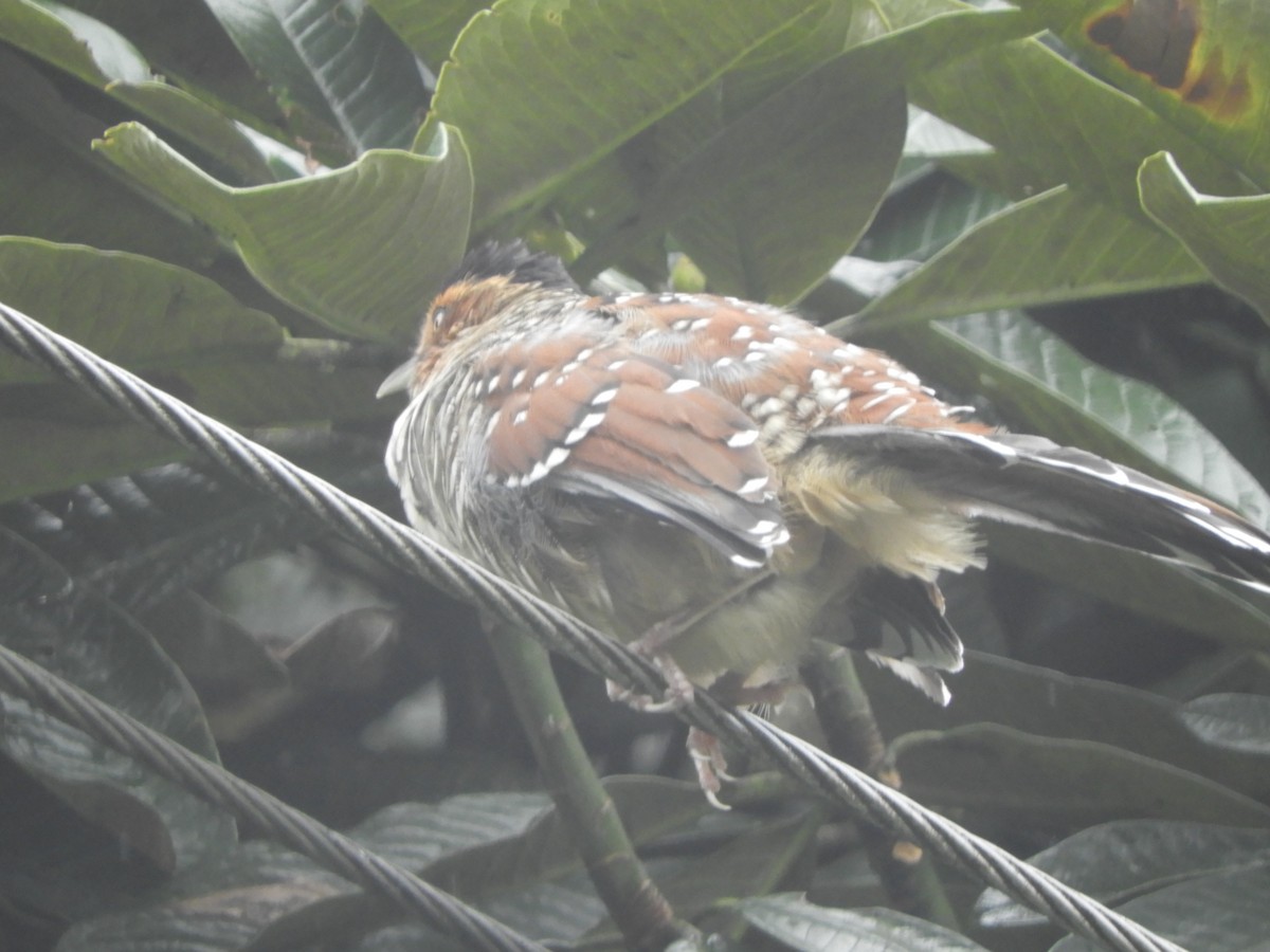 Spotted Laughingthrush - ML642966347