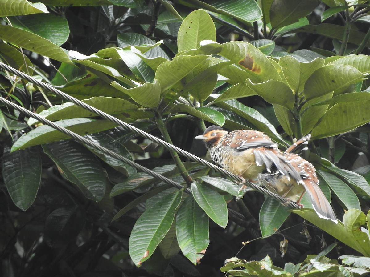 Spotted Laughingthrush - ML642966348