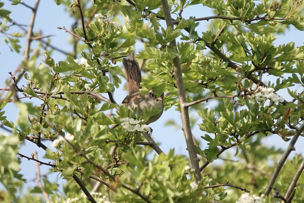 Cetti's Warbler - ML642966391