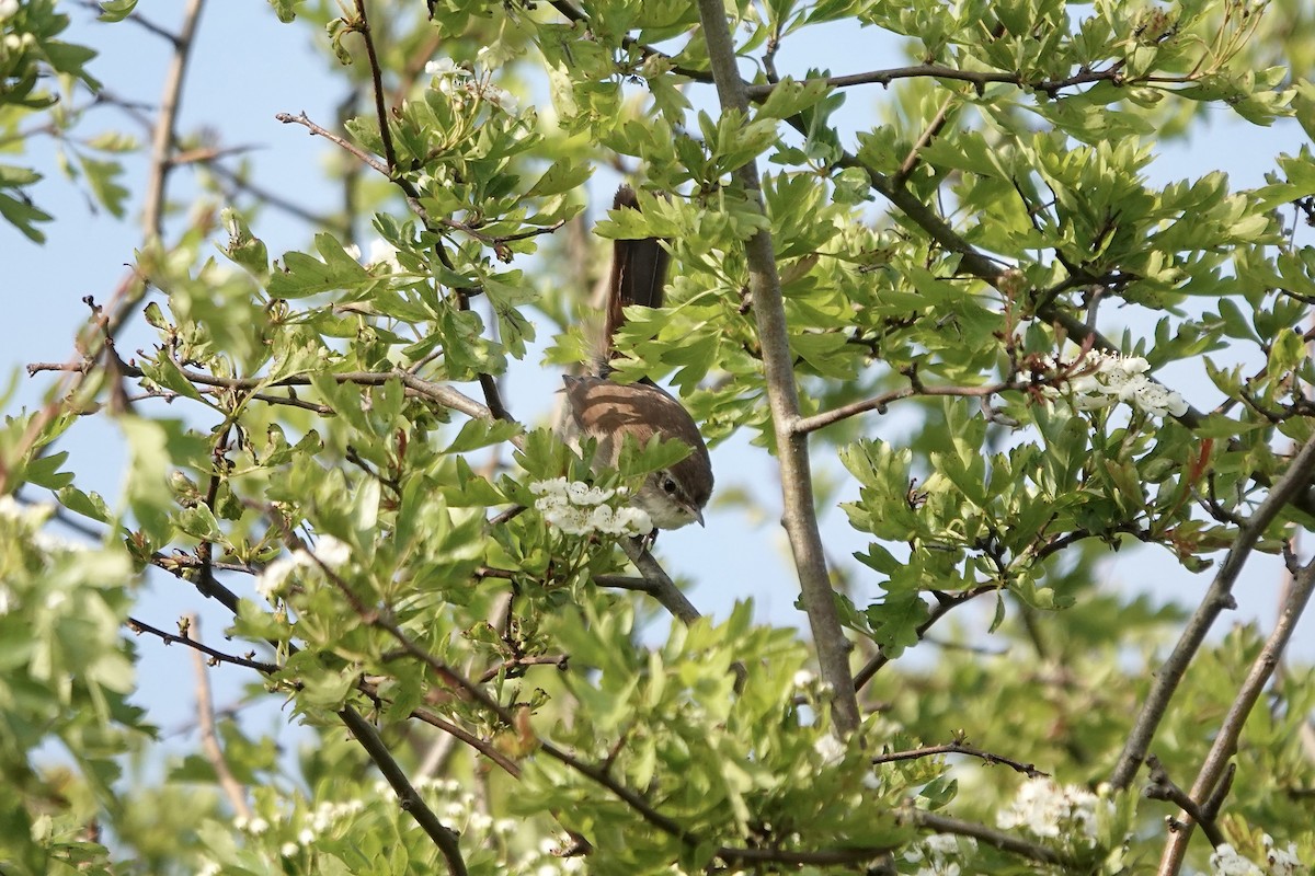Cetti's Warbler - ML642966394