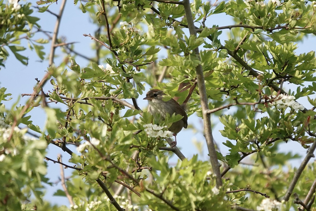 Cetti's Warbler - ML642966395