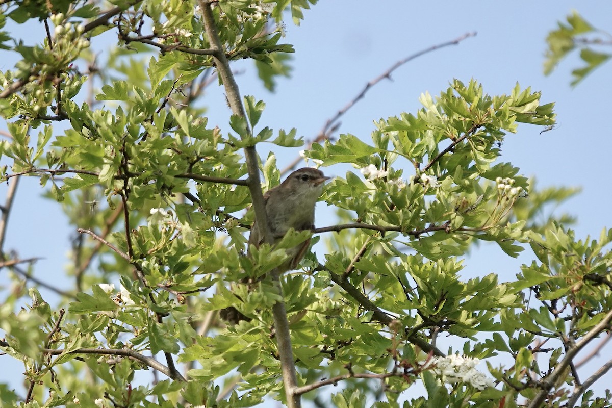 Cetti's Warbler - ML642966397