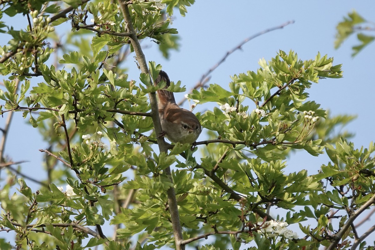 Cetti's Warbler - ML642966400