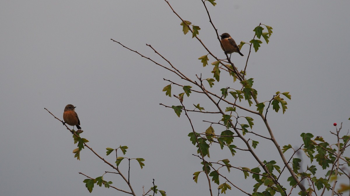 European Stonechat - ML642966403