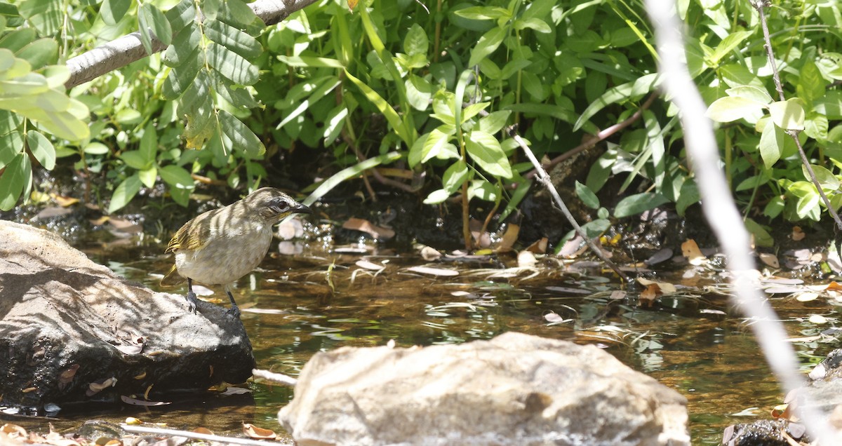 White-browed Bulbul - ML642966410