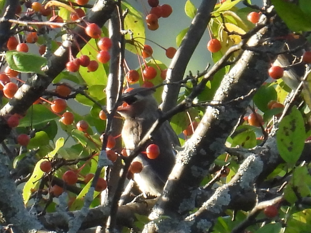 Cedar Waxwing - ML642966414
