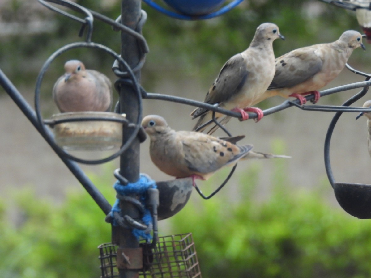 Mourning Dove - ML642966437