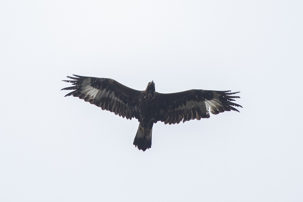 Цармын бүргэд - ML642966440