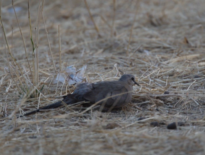 Namaqua Dove - ML642966456