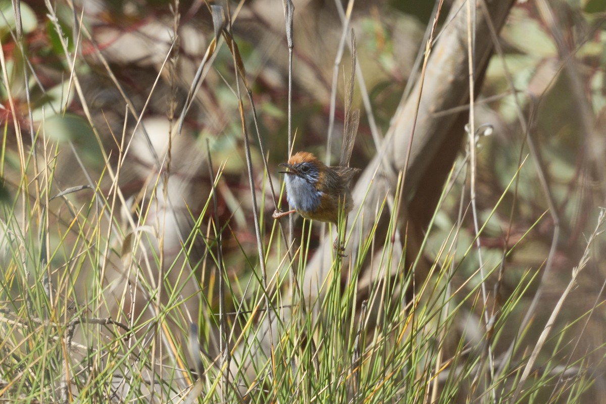 Mallee Emuwren - ML642966459