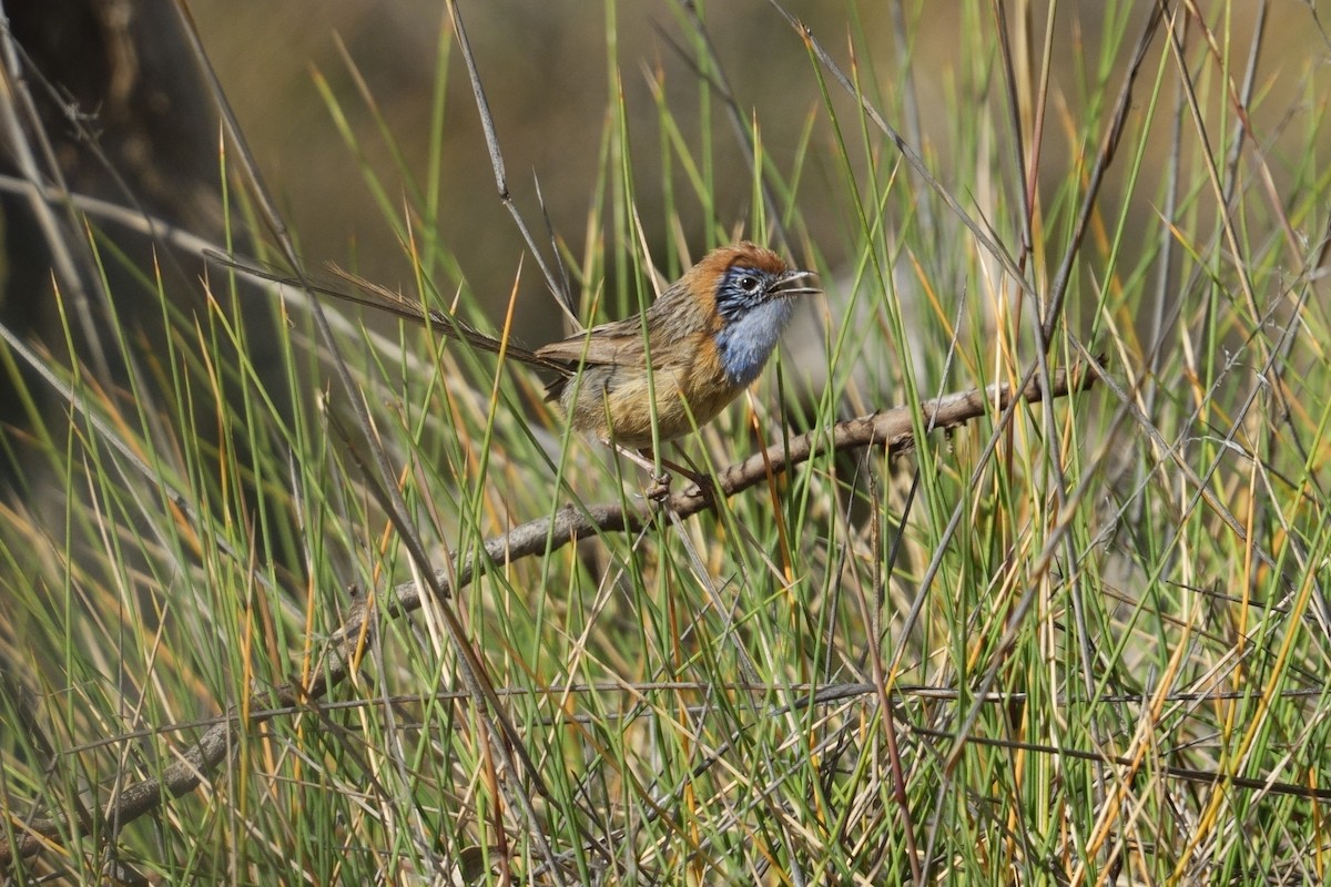 Mallee Emuwren - ML642966473
