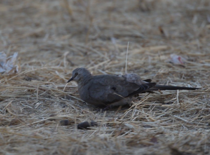 Namaqua Dove - ML642966474