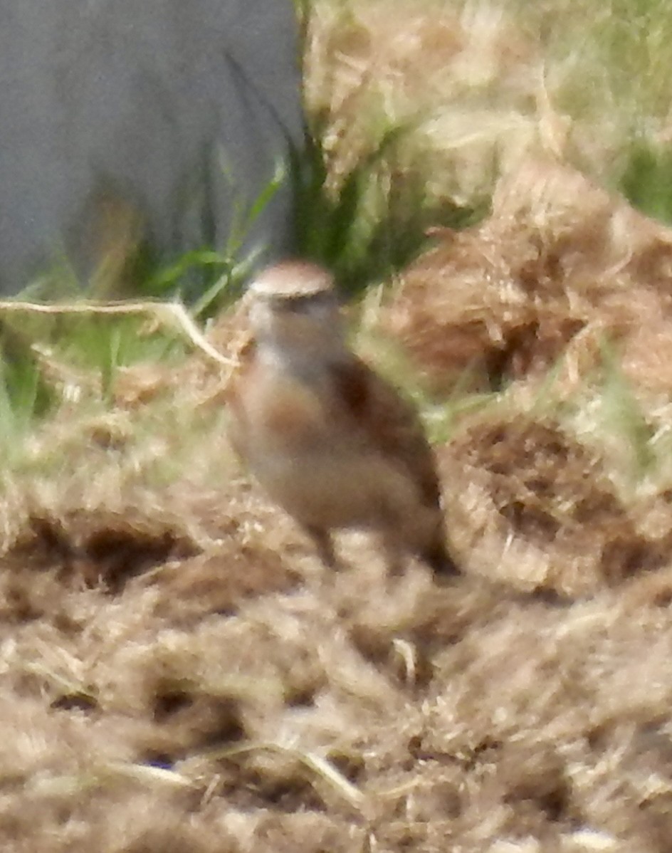 Red-capped Lark - ML642966475