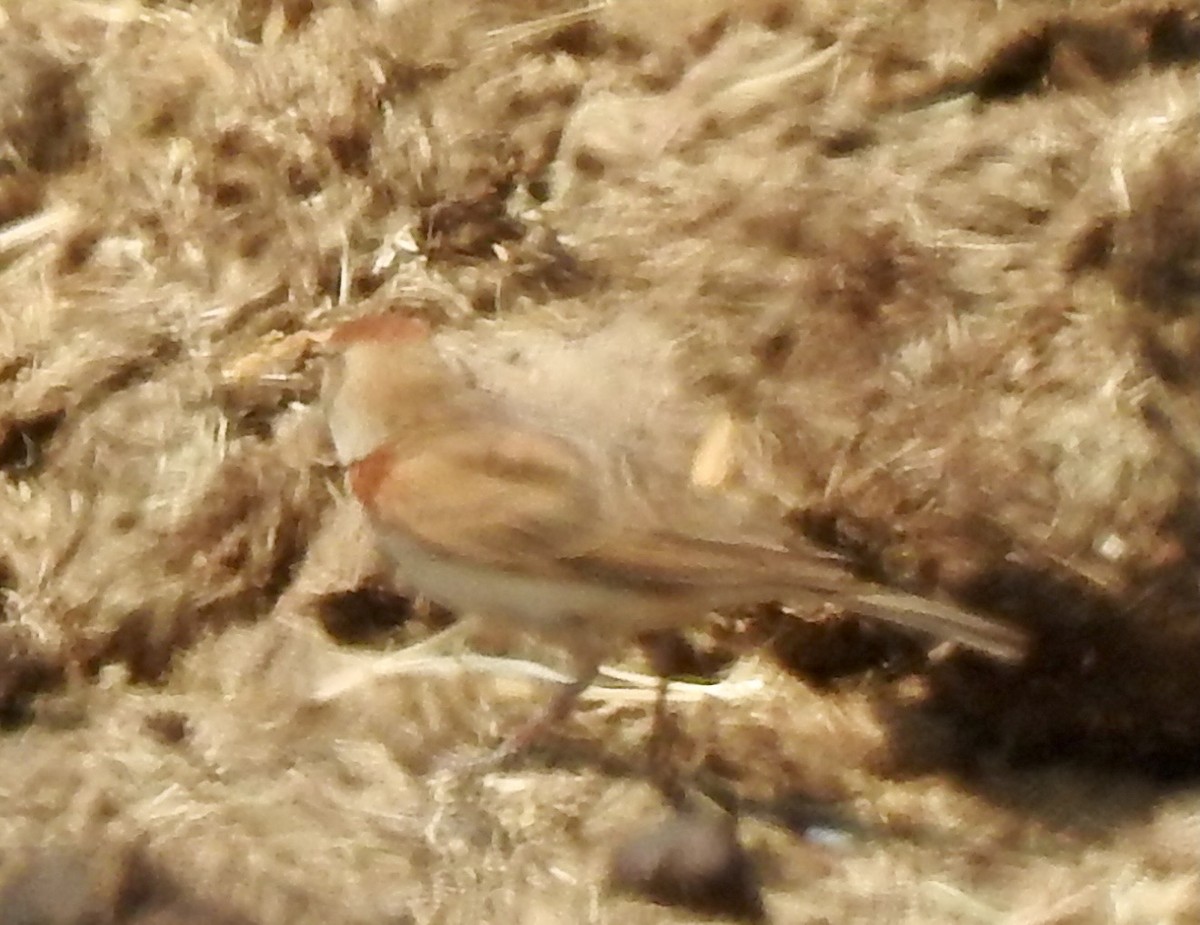 Red-capped Lark - ML642966476