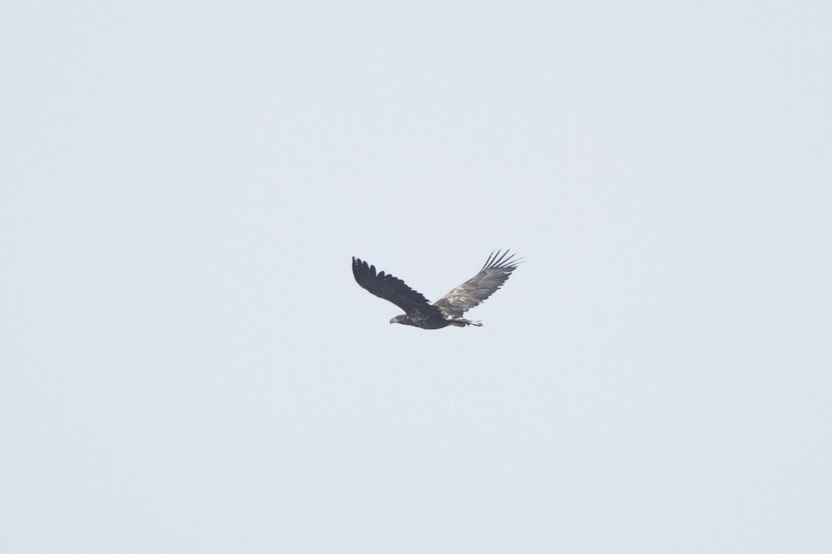 Цагаан сүүлт нөмрөг бүргэд - ML642966480