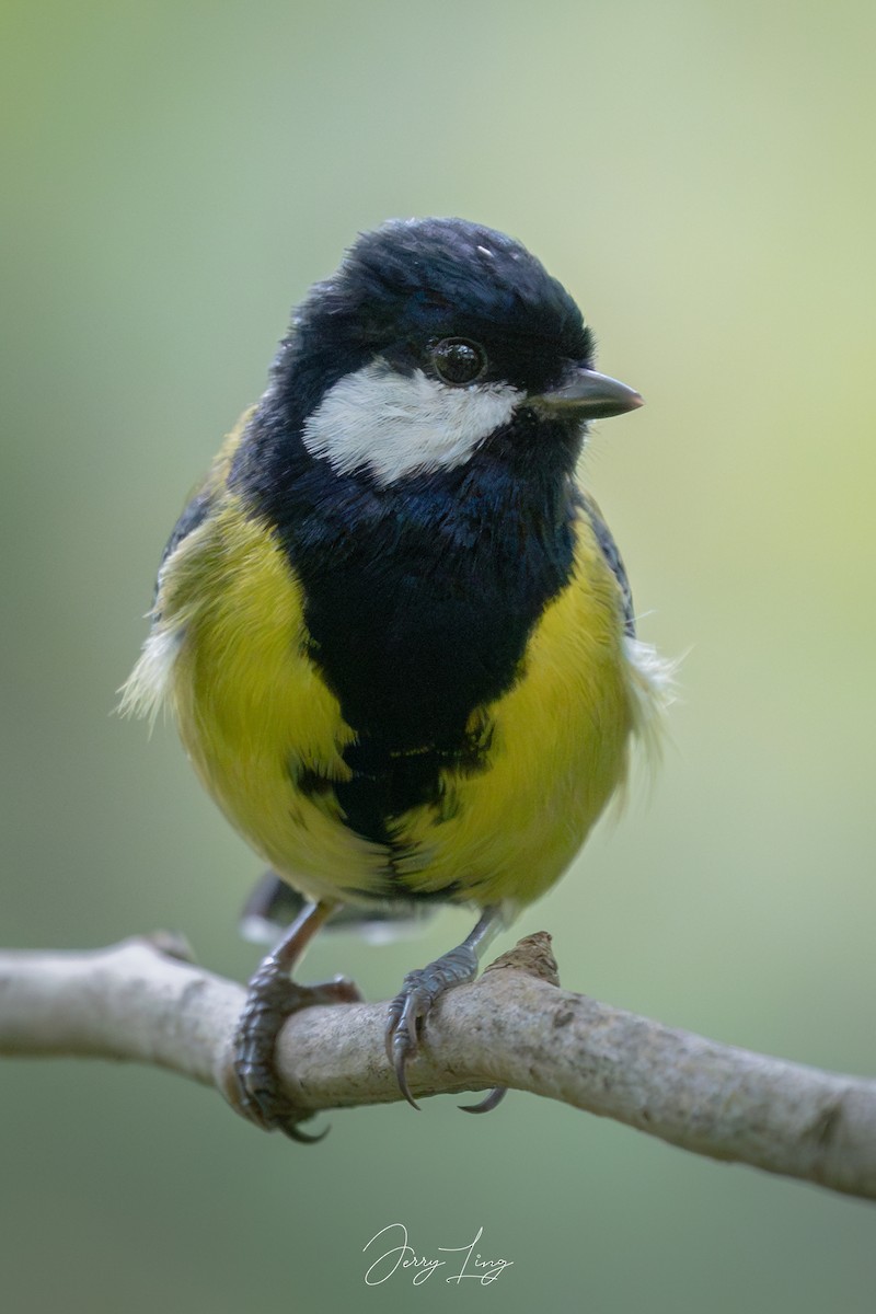 Green-backed Tit - ML642966496