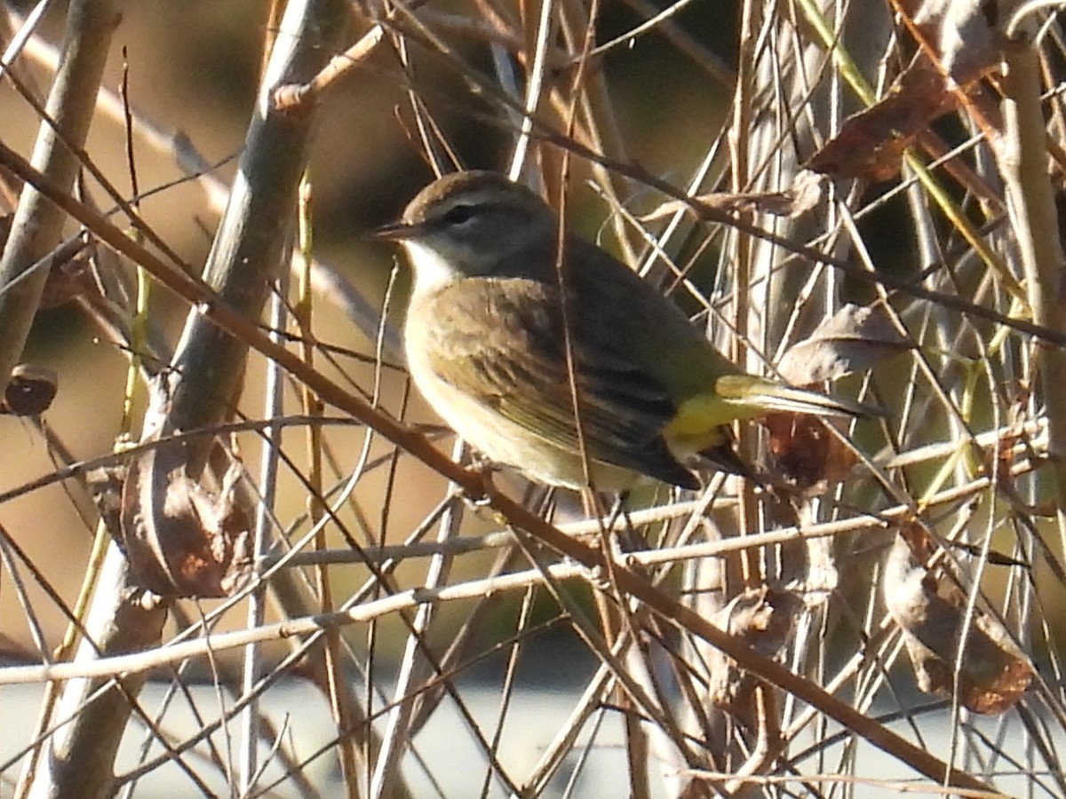 Palm Warbler - ML642966526