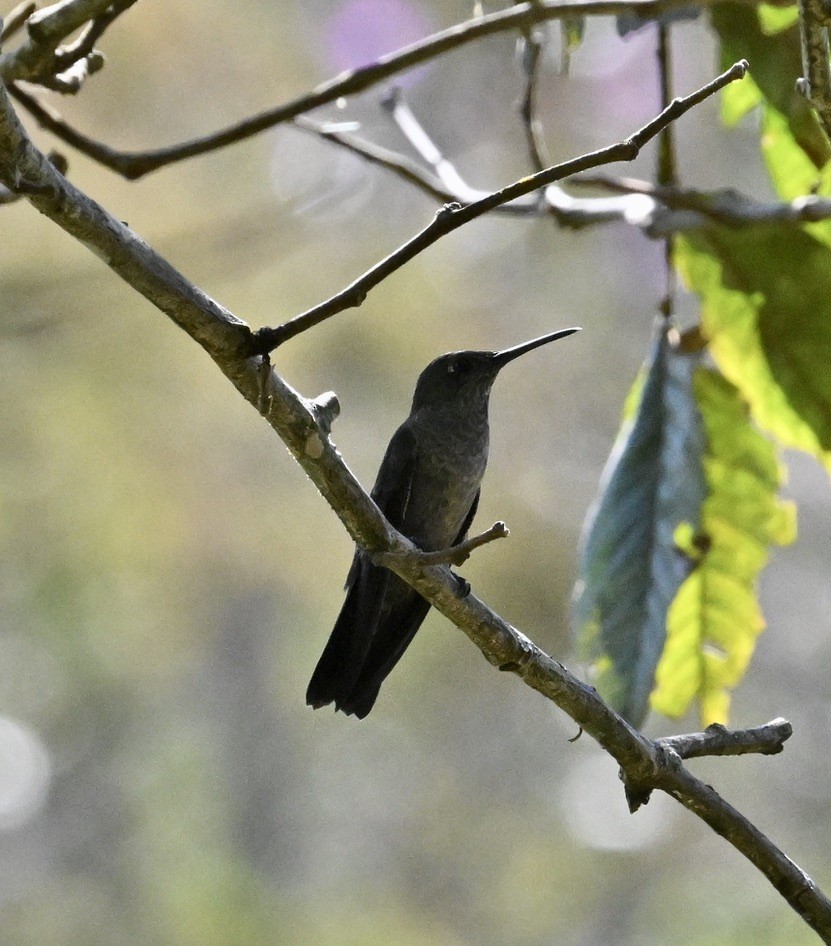 Sombre Hummingbird - ML642966538