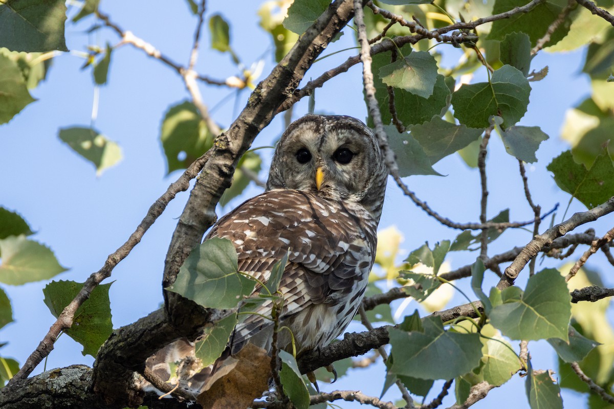 アメリカフクロウ - ML642966556