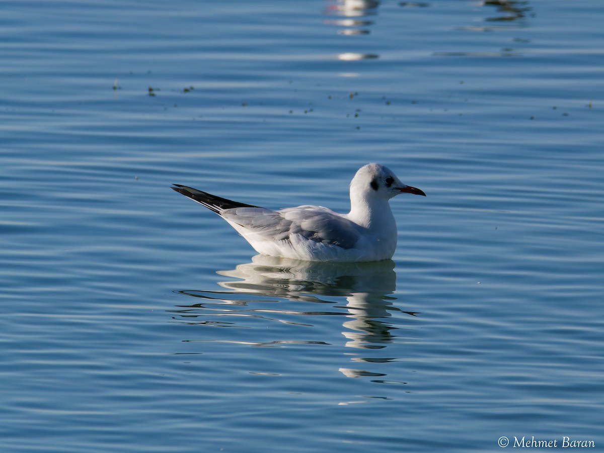 Black-headed Gull - ML642966605