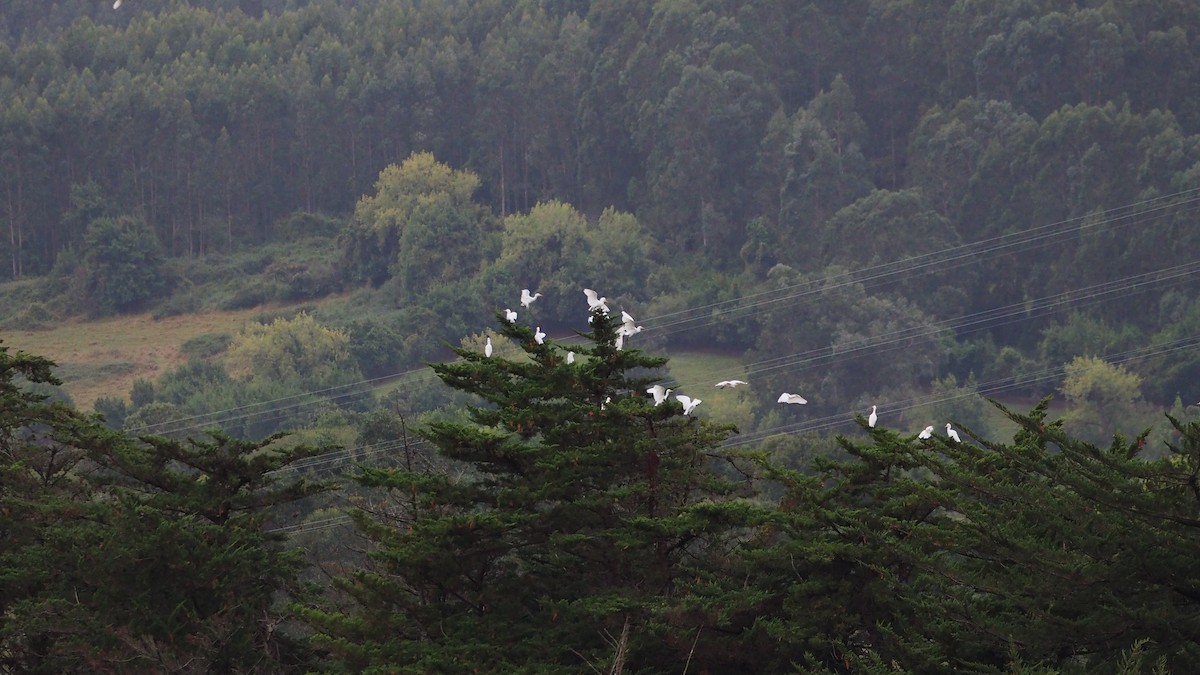 Western Cattle-Egret - ML642966608