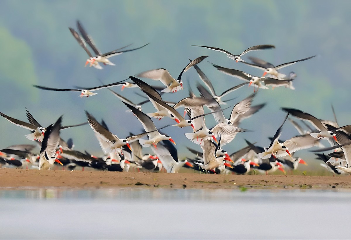 Indian Skimmer - ML642966617