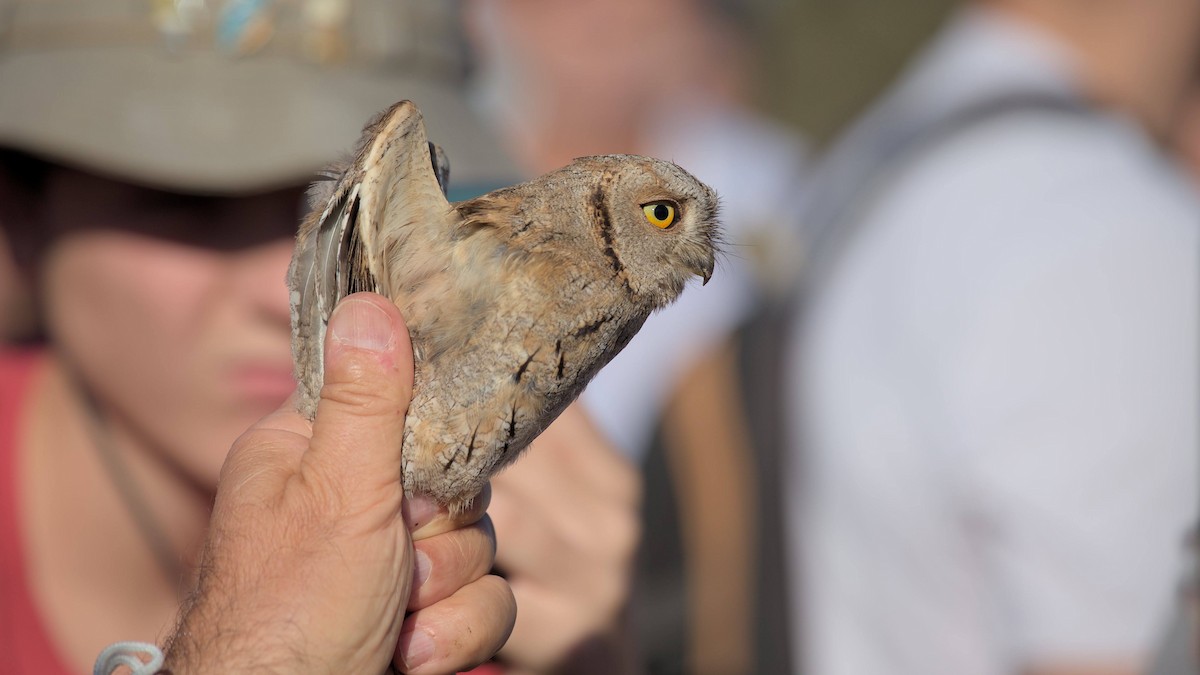 Eurasian Scops-Owl - ML642966620
