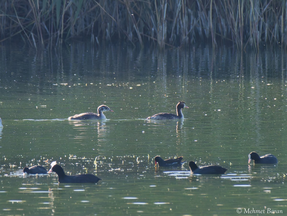 Great Crested Grebe - ML642966621