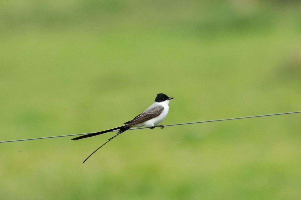 Fork-tailed Flycatcher - ML642966622