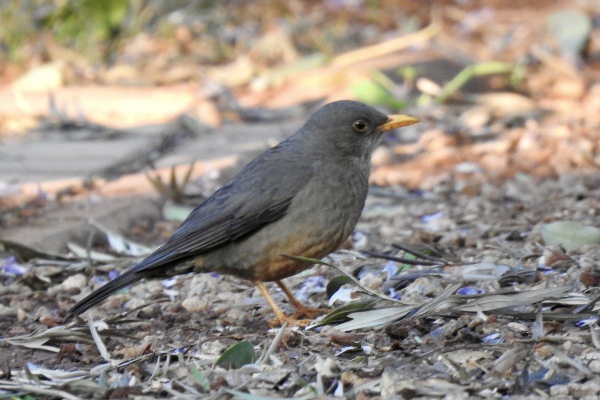 Karoo Thrush - ML642966638