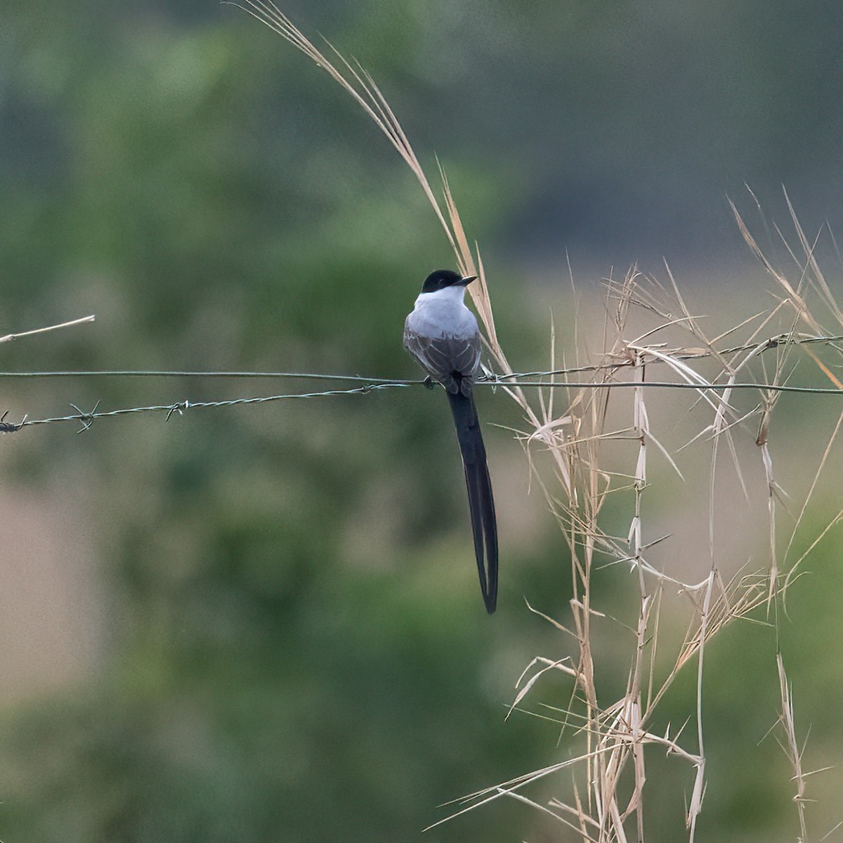 Fork-tailed Flycatcher - ML642966654