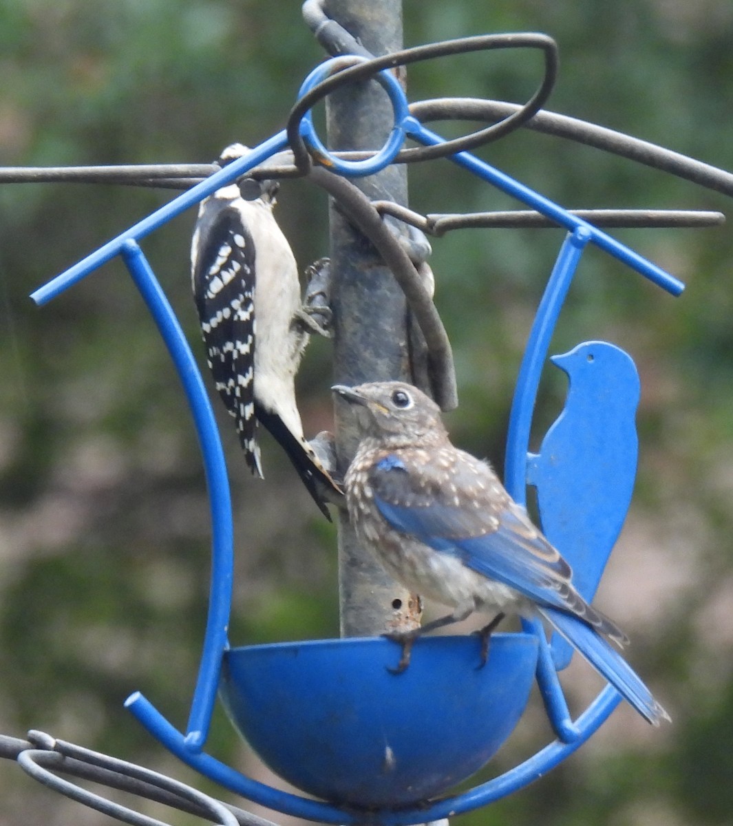 Downy Woodpecker - ML642966688