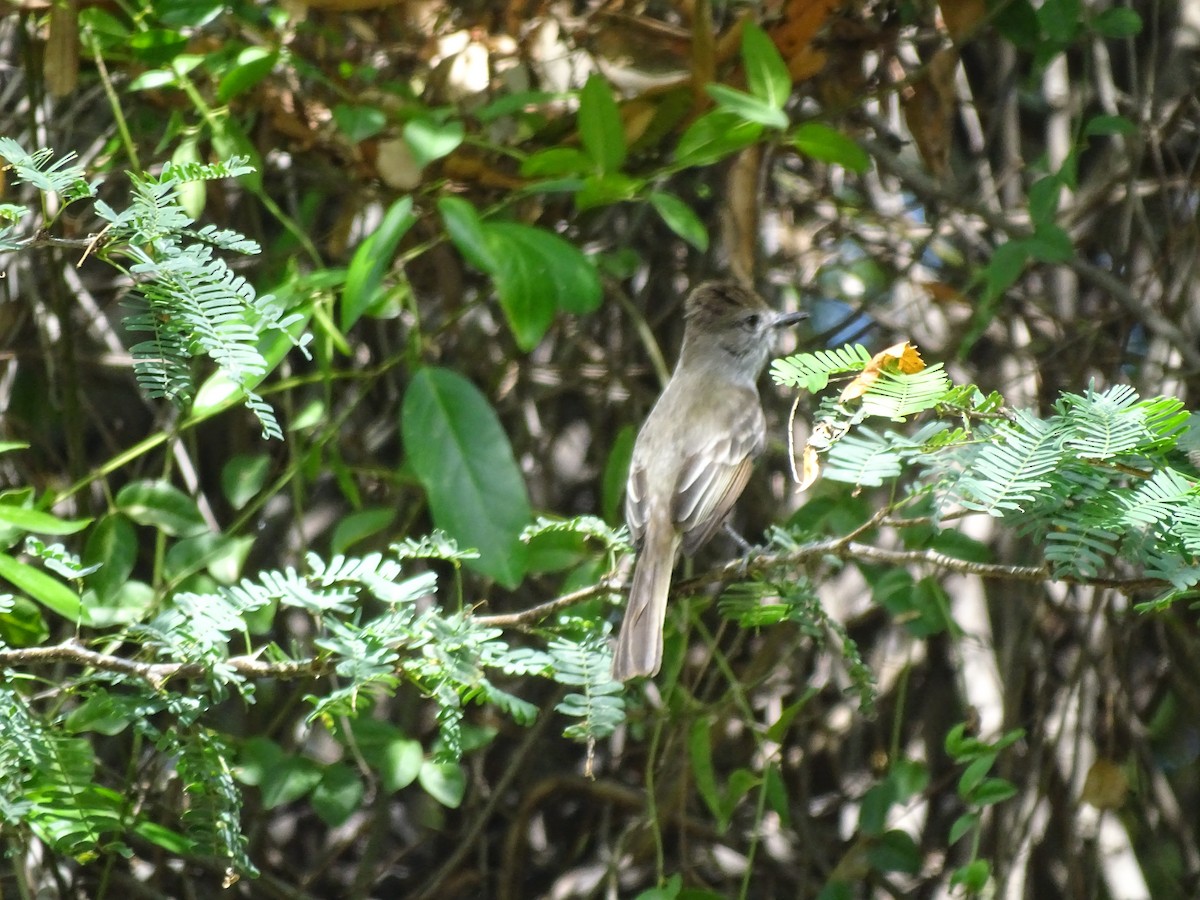 Hispanyola Sinekkapanı - ML642966727