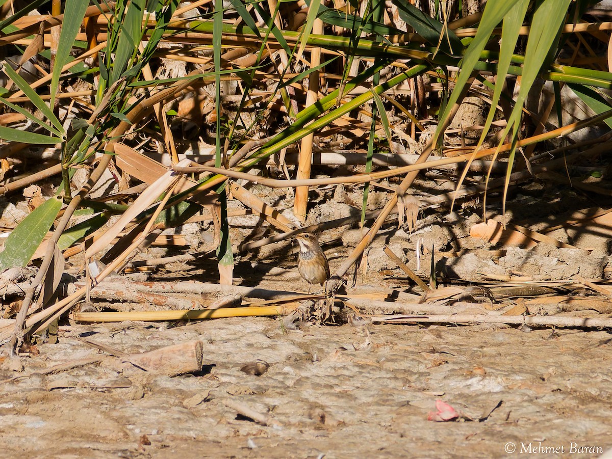 Bluethroat - ML642966740