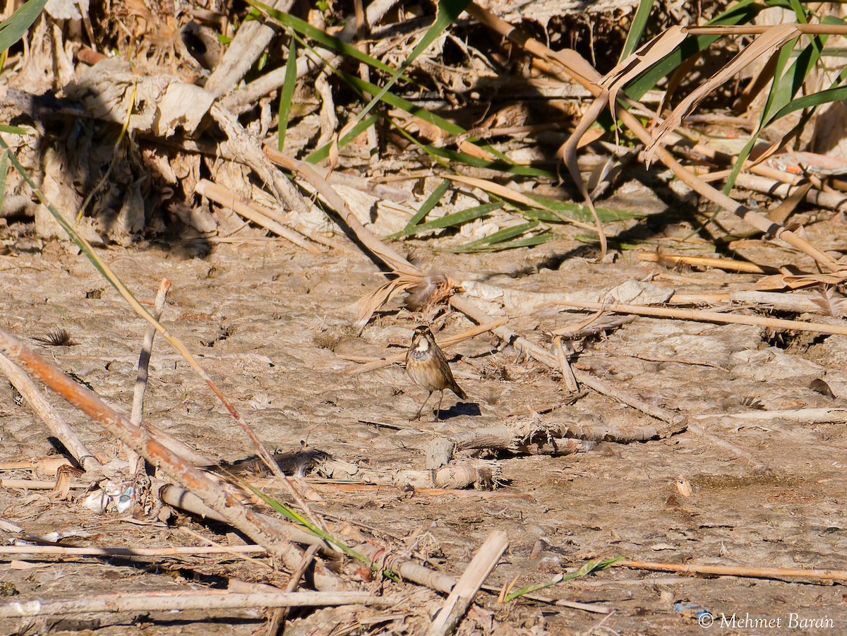 Bluethroat - ML642966741