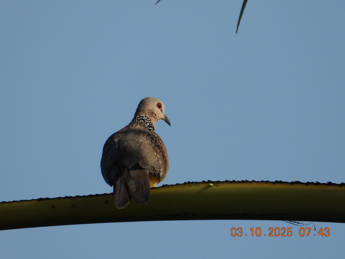 Spotted Dove - ML642966751
