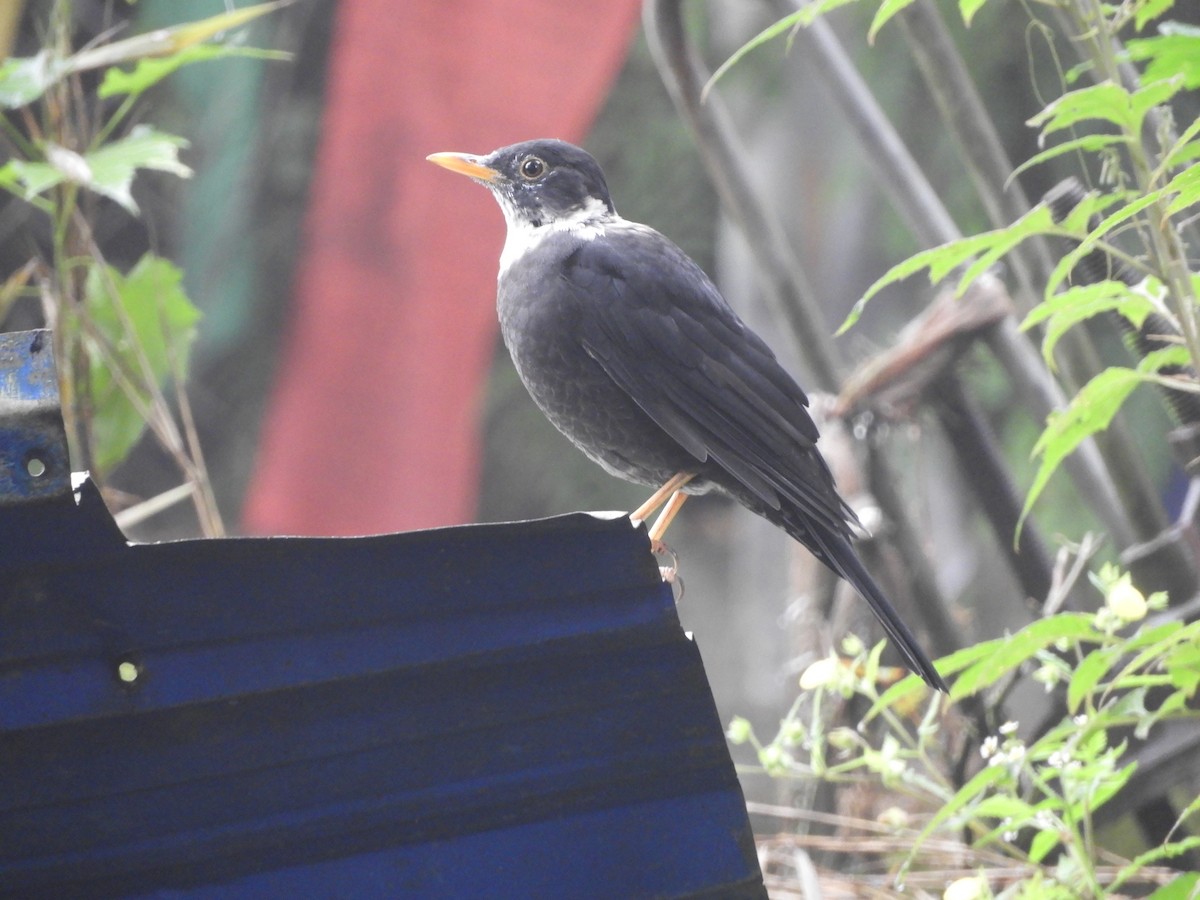 White-collared Blackbird - ML642966841