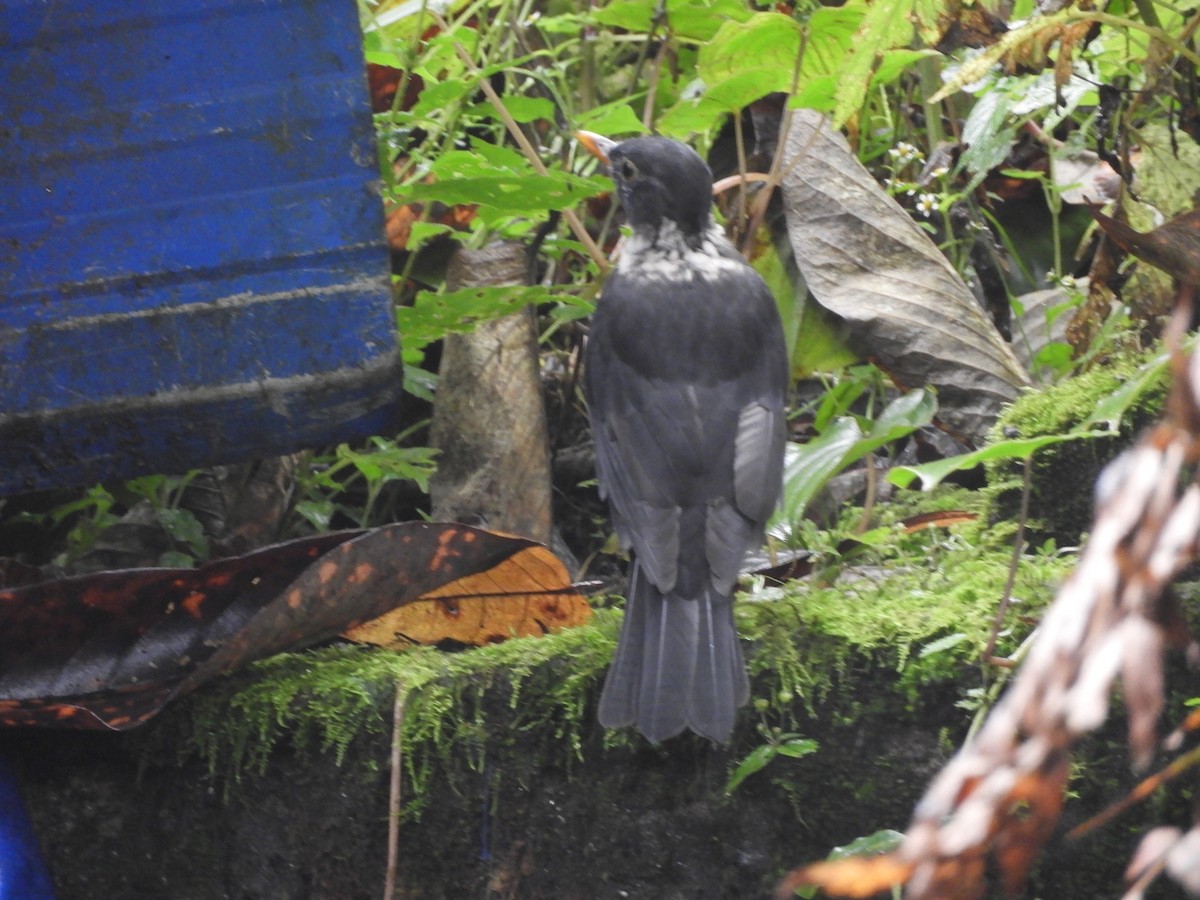 White-collared Blackbird - ML642966842