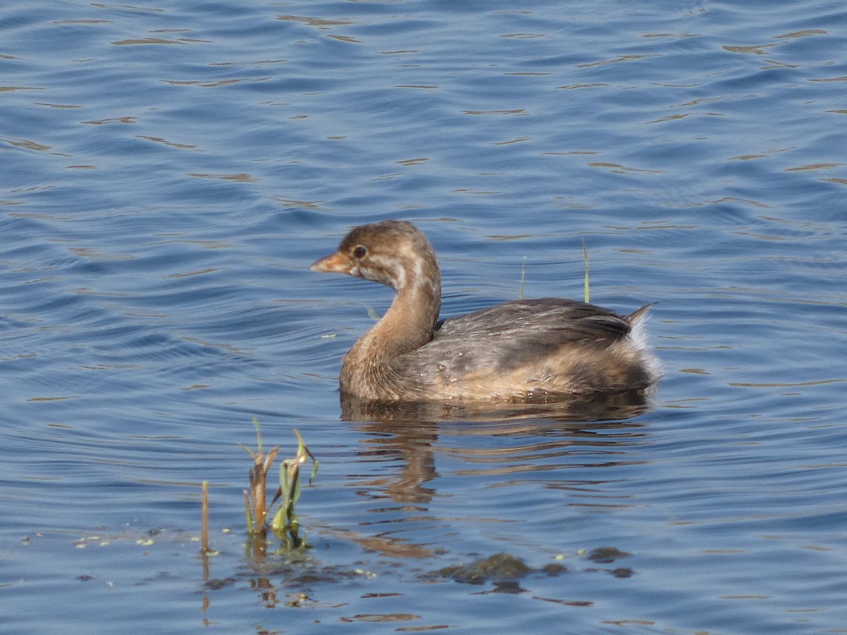 Zampullín Picogrueso - ML642966874