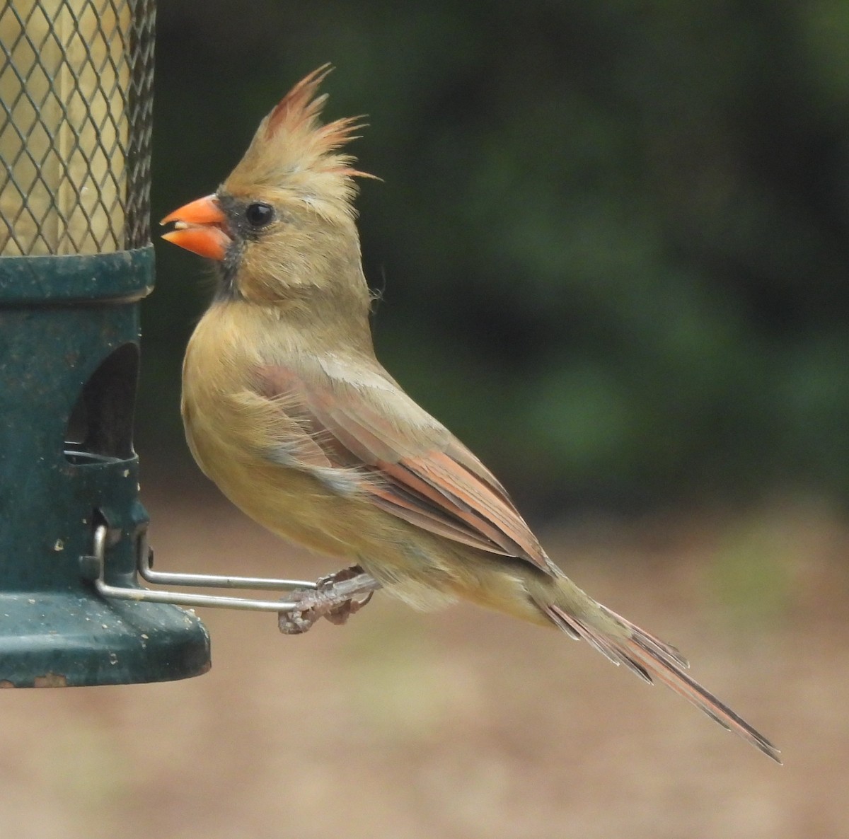 Northern Cardinal - ML642966878