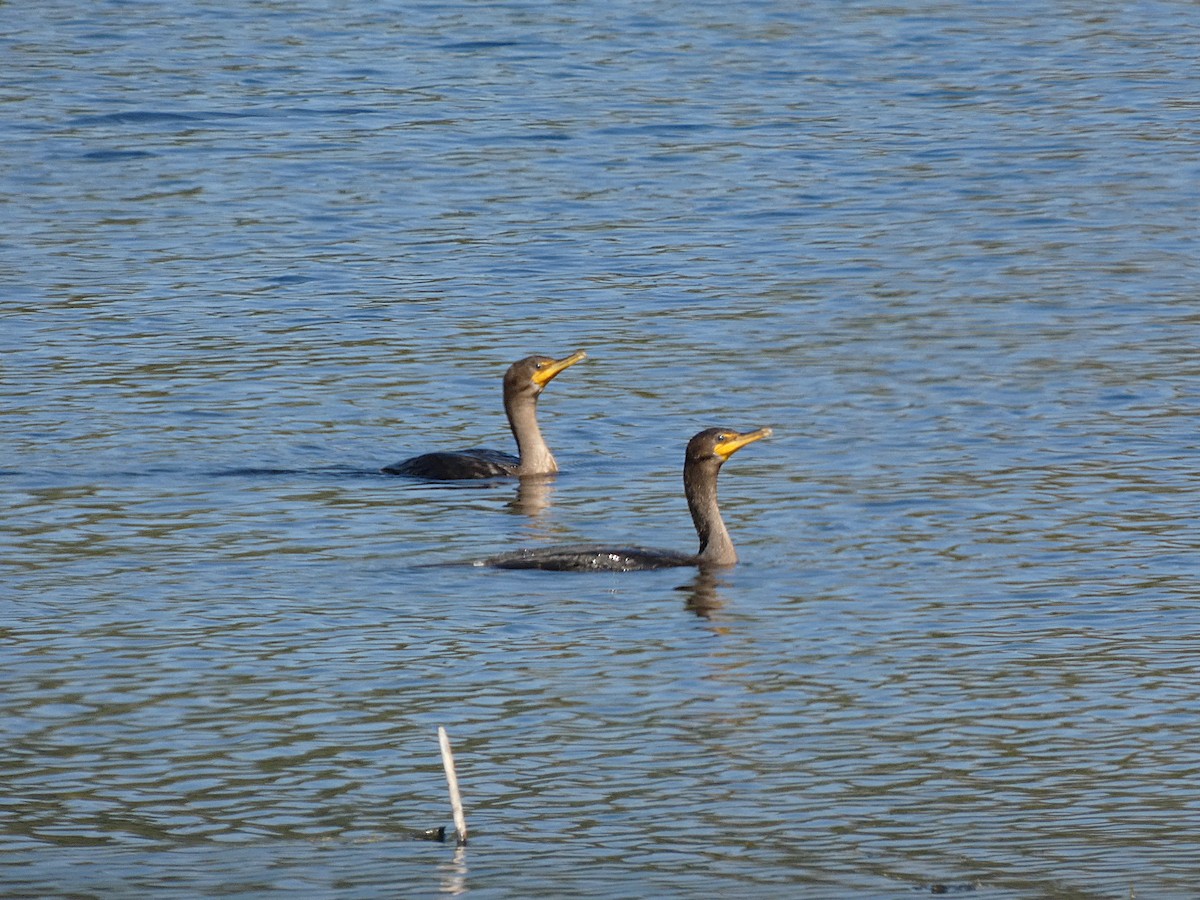 Cormorán Orejudo - ML642966882