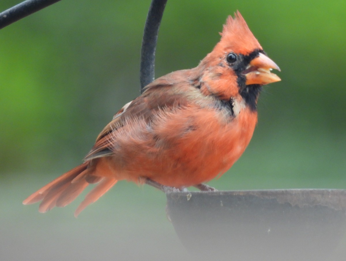Northern Cardinal - ML642966883