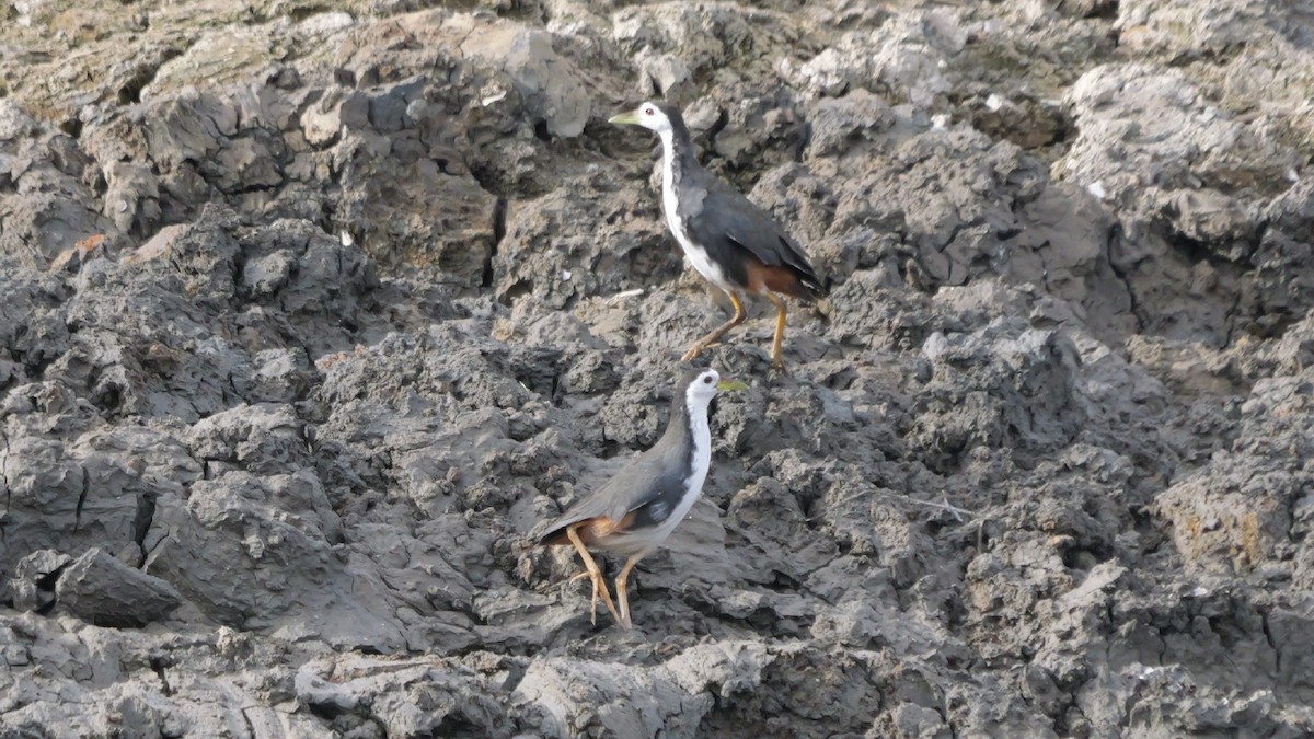 White-breasted Waterhen - ML642966906