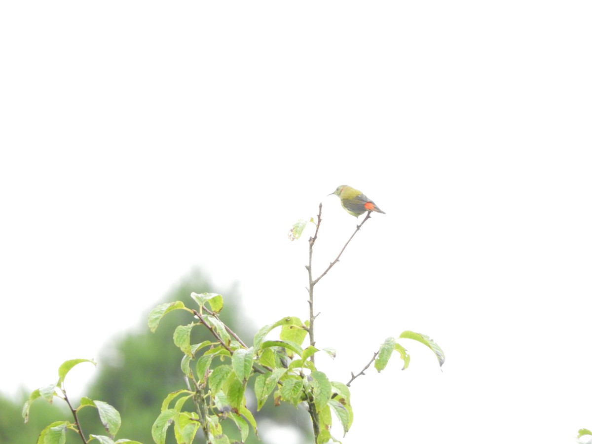 Fire-tailed Sunbird - ML642966927