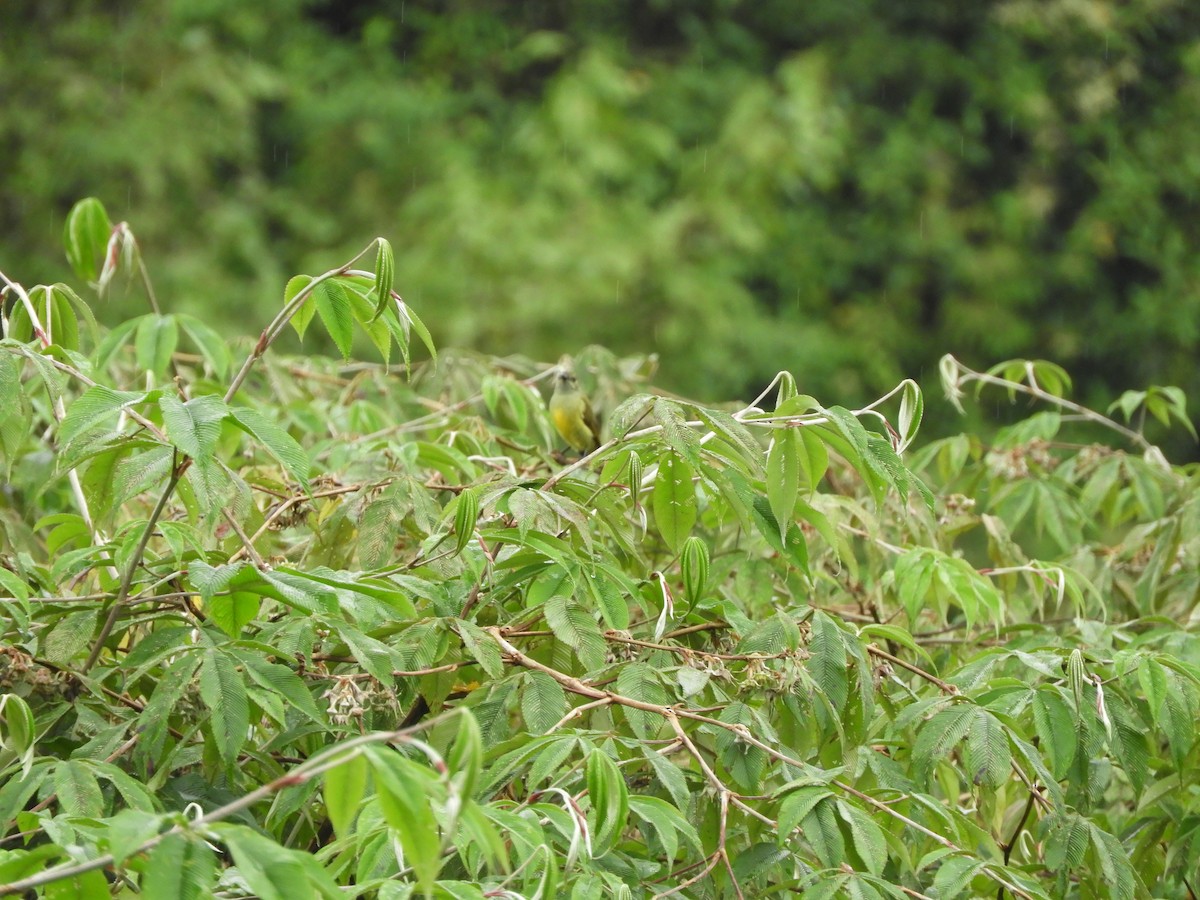 Fire-tailed Sunbird - ML642966928