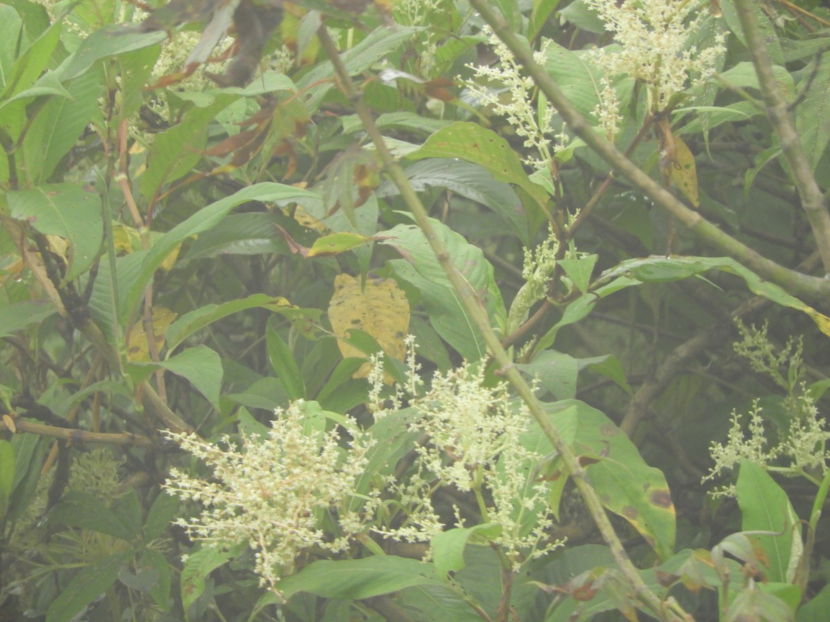 Fire-tailed Sunbird - ML642966929
