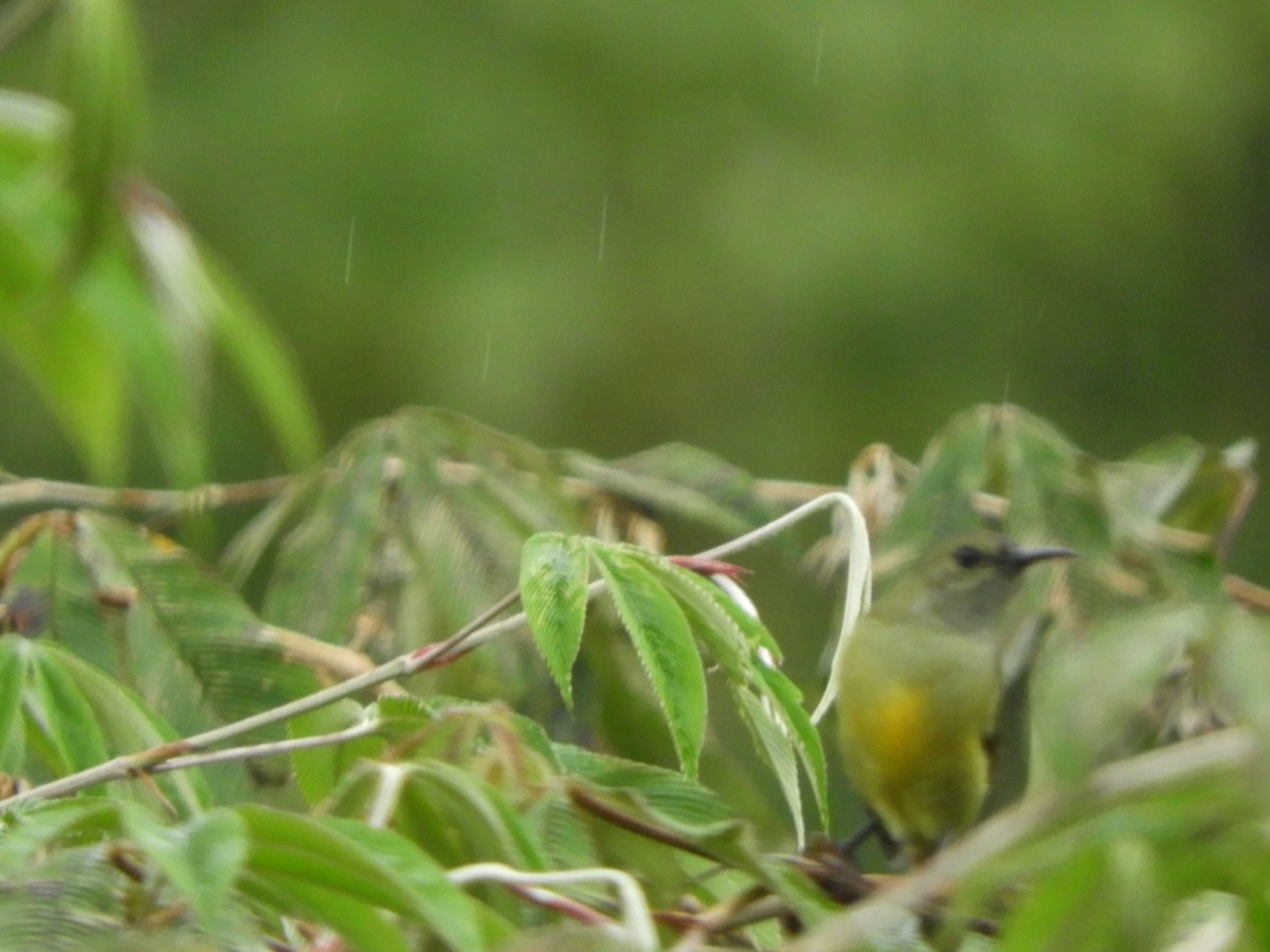 Fire-tailed Sunbird - ML642966930