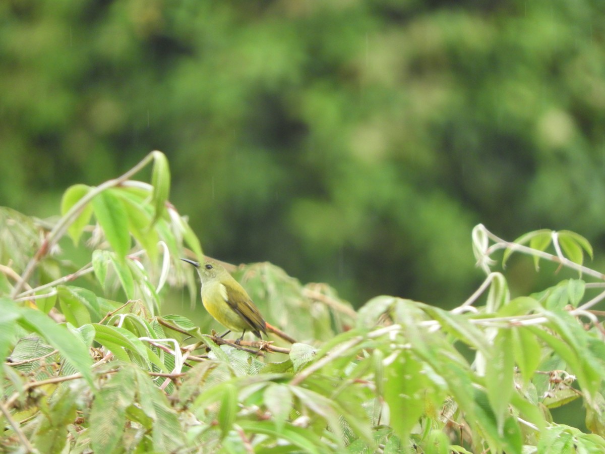 Fire-tailed Sunbird - ML642966931