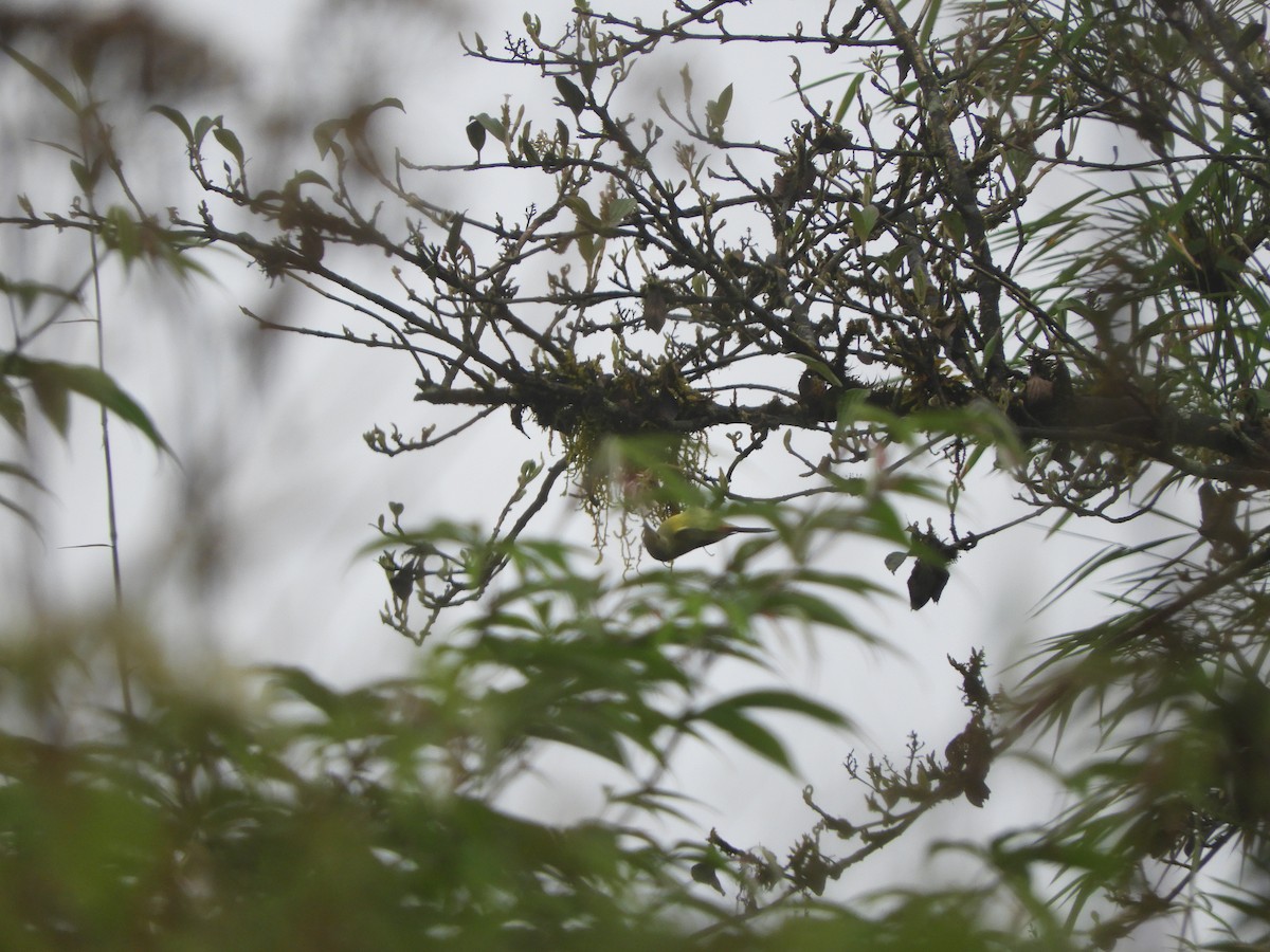 Fire-tailed Sunbird - ML642966932